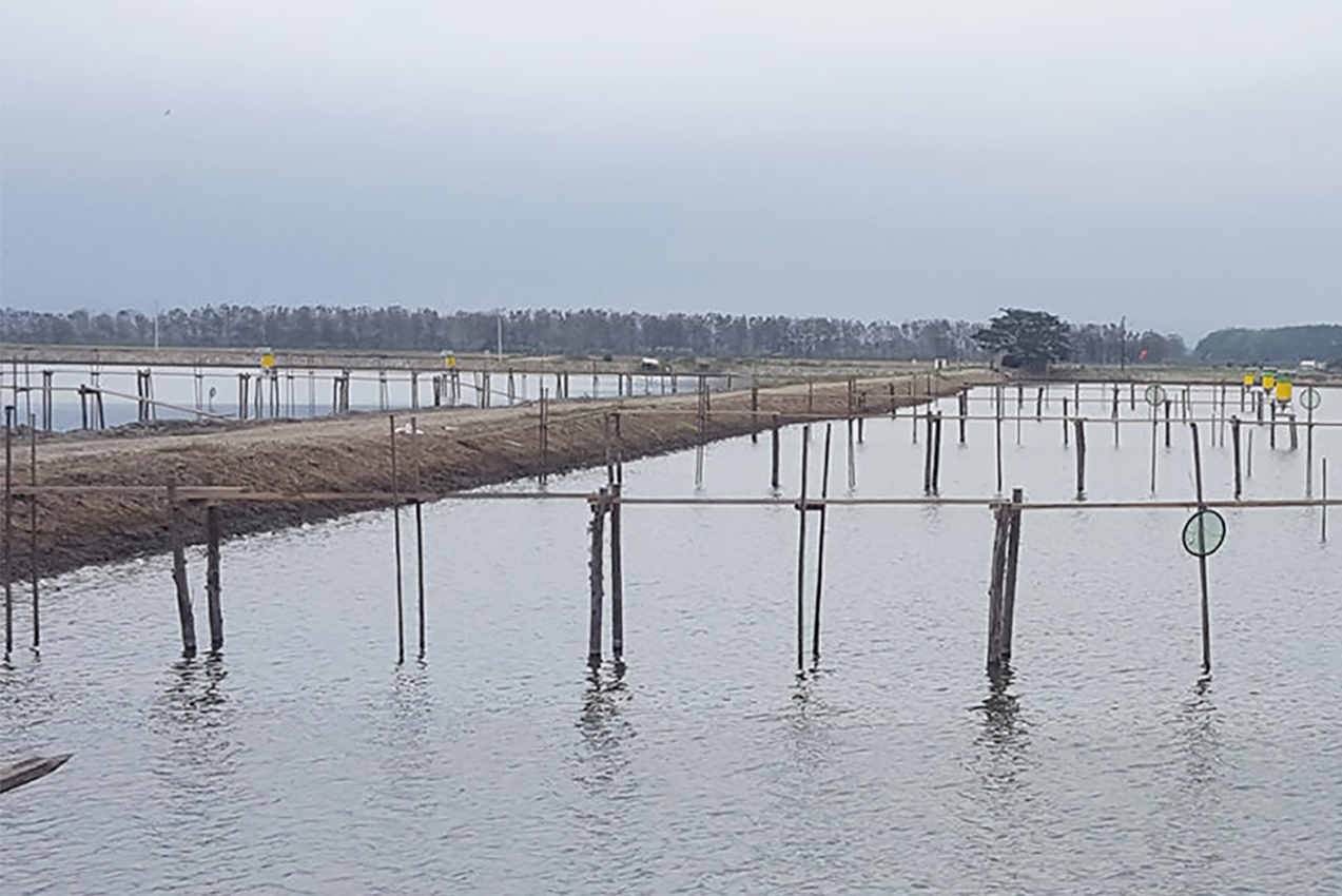 Consideraciones para la alimentación automática en estanques de camarones