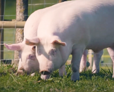 Video de Presentación de HUALI