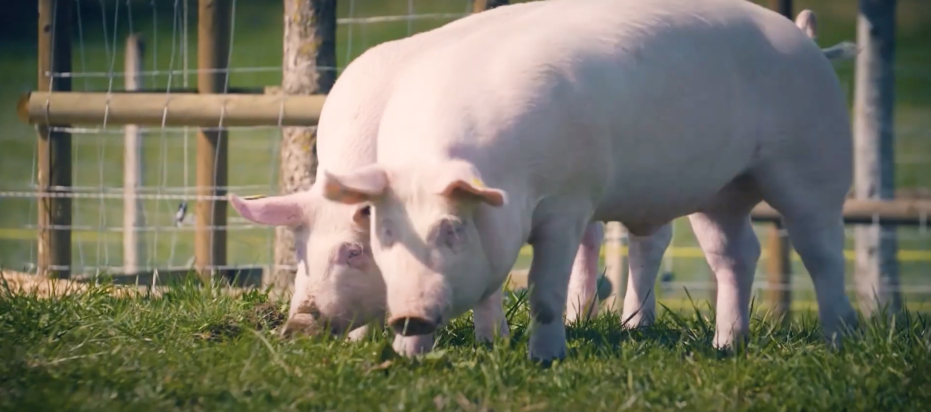 Video de Presentación de HUALI