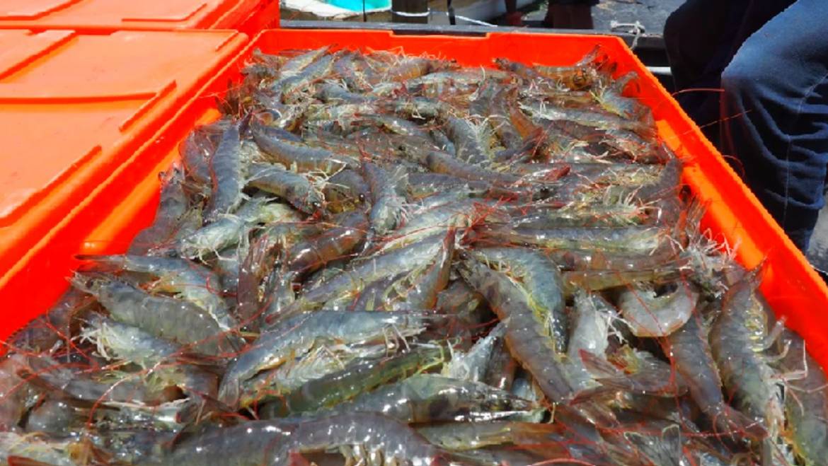 Manejo de alimentos para camarones