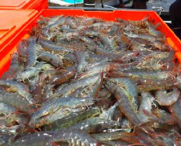 camarones-370x300.jpg">