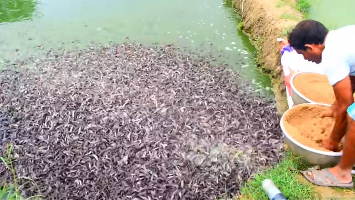 Cultivo de Peces en la India