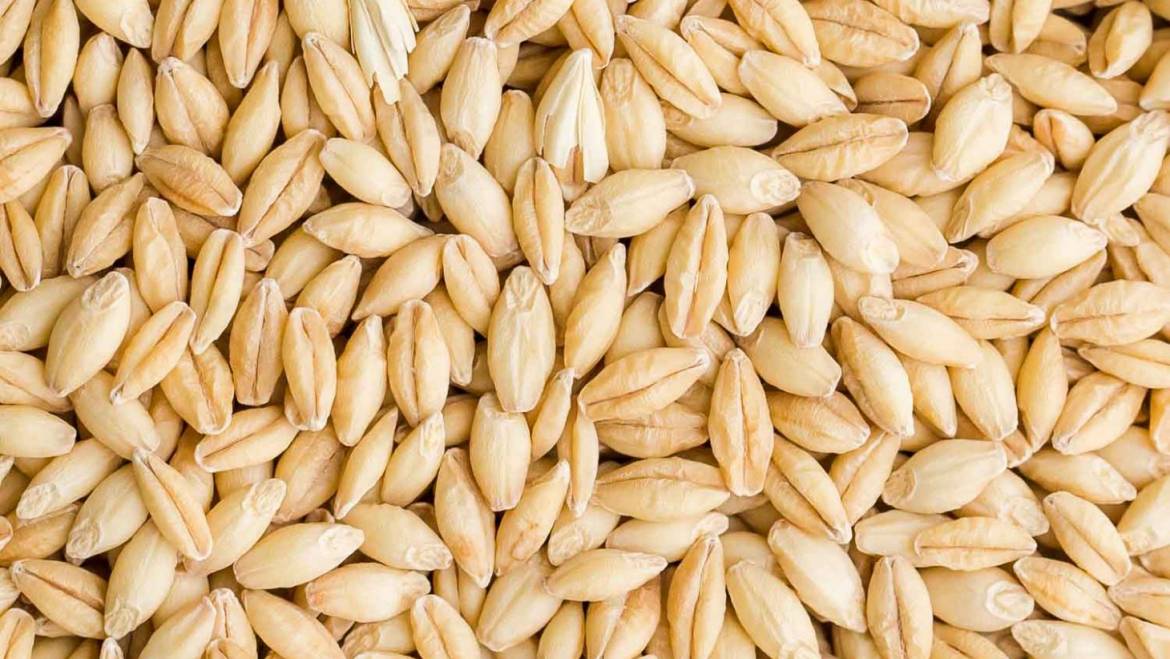 FeedStuffs