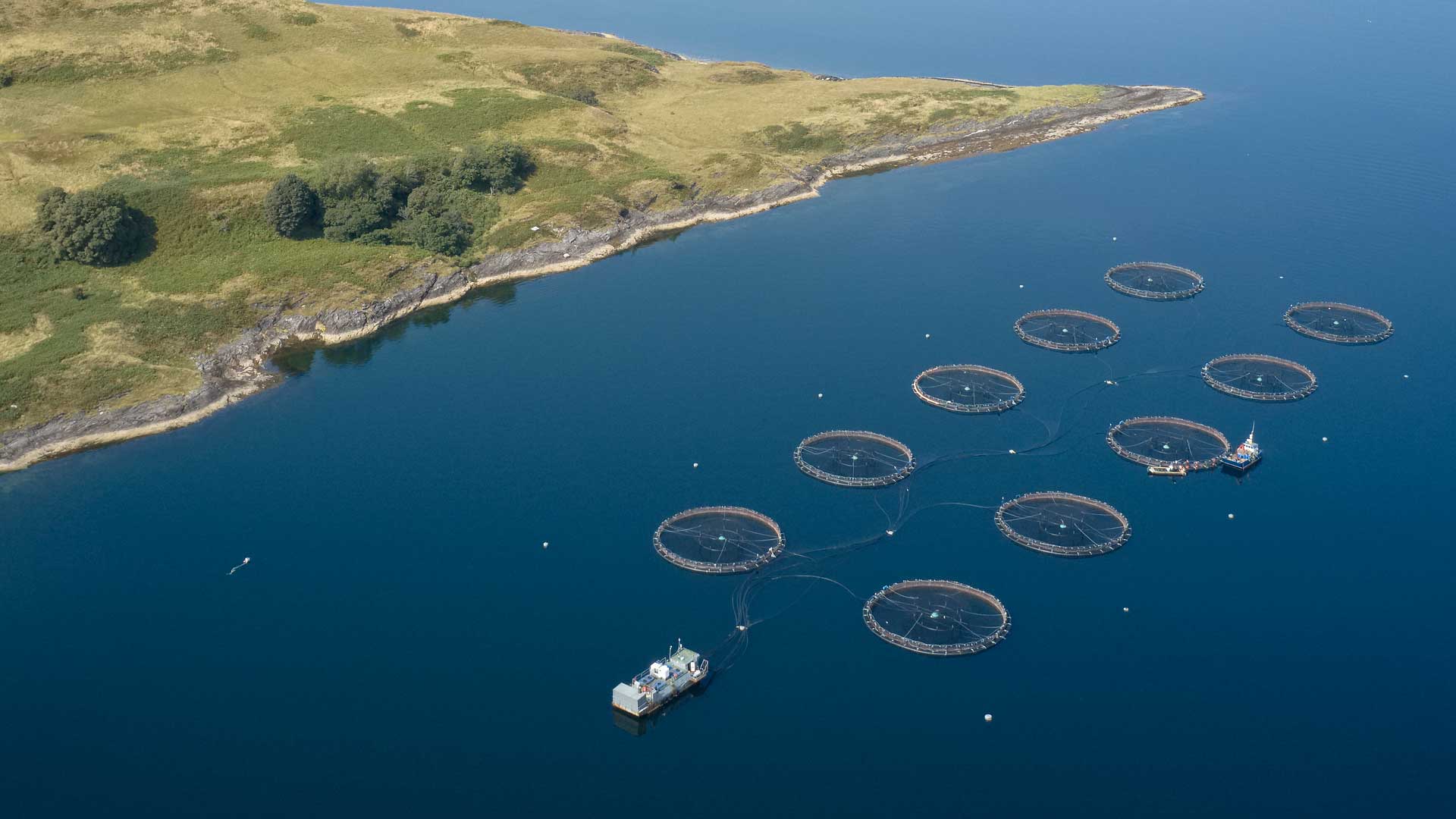 Comité Técnico de Normalización de Acuicultura, presenta