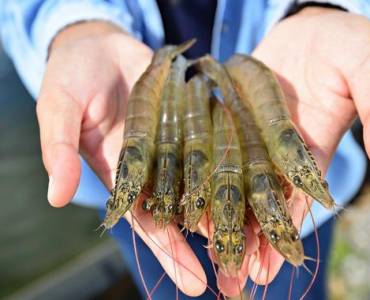 Perú 🇵🇪: Cosecha de camarón 🦐 compensa la caída de la producción acuícola nacional.