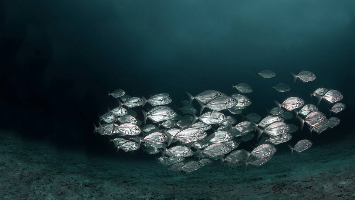 El futuro del pescado: el caso de la inversión