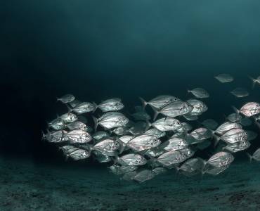 El futuro del pescado: el caso de la inversión
