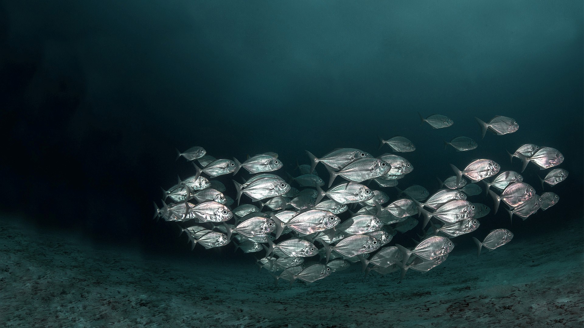 El futuro del pescado: el caso de la inversión