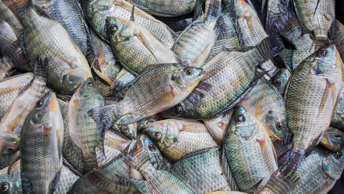 La acuicultura es clave para satisfacer la demanda de alimentos, dice la ONU