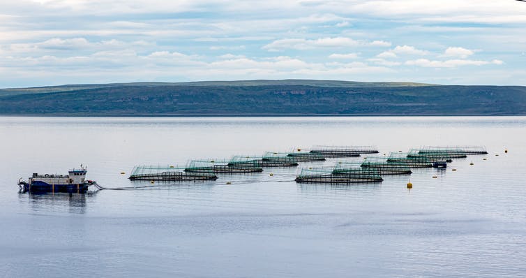 Algunas personas están dispuestas a pagar más por productos del mar sostenibles. -TheConversation