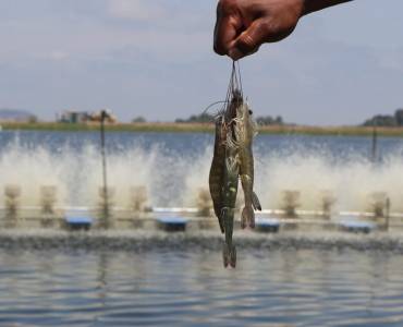 TheFishSite
