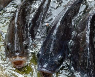 Productos pesqueros sostenibles tendrán marca diferenciadora en Costa Rica