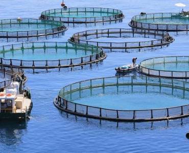 Piscifactoría inteligente: El futuro de la Acuicultura