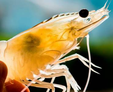 La producción mundial de camarón superará los 5 millones de TM en 2022, predice Robin McIntosh de CP Foods