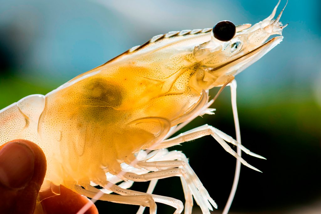 La producción mundial de camarón superará los 5 millones de TM en 2022, predice Robin McIntosh de CP Foods