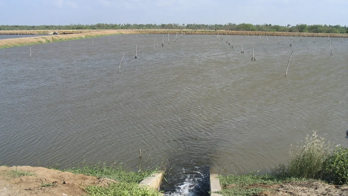 Desequilibrio iónico en el cultivo de camarón a baja salinidad