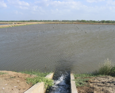 Desequilibrio iónico en el cultivo de camarón a baja salinidad