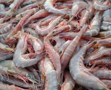 La producción de camarón en 2021 tuvo cifras positivas en Latinoamérica