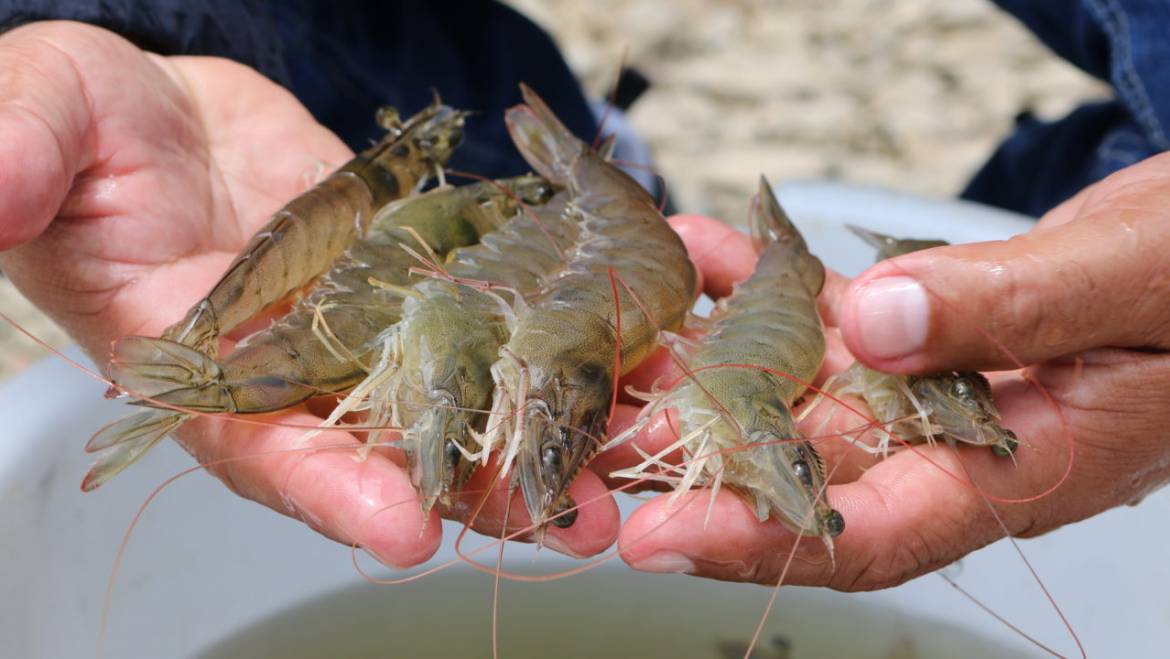 Recordamos el nuevo año Chino 2022 en el cual Perú consolidó sus exportaciones en el mercado del gran tigre asiático.