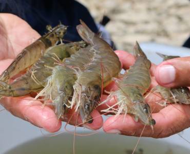 Recordamos el nuevo año Chino 2022 en el cual Perú consolidó sus exportaciones en el mercado del gran tigre asiático.