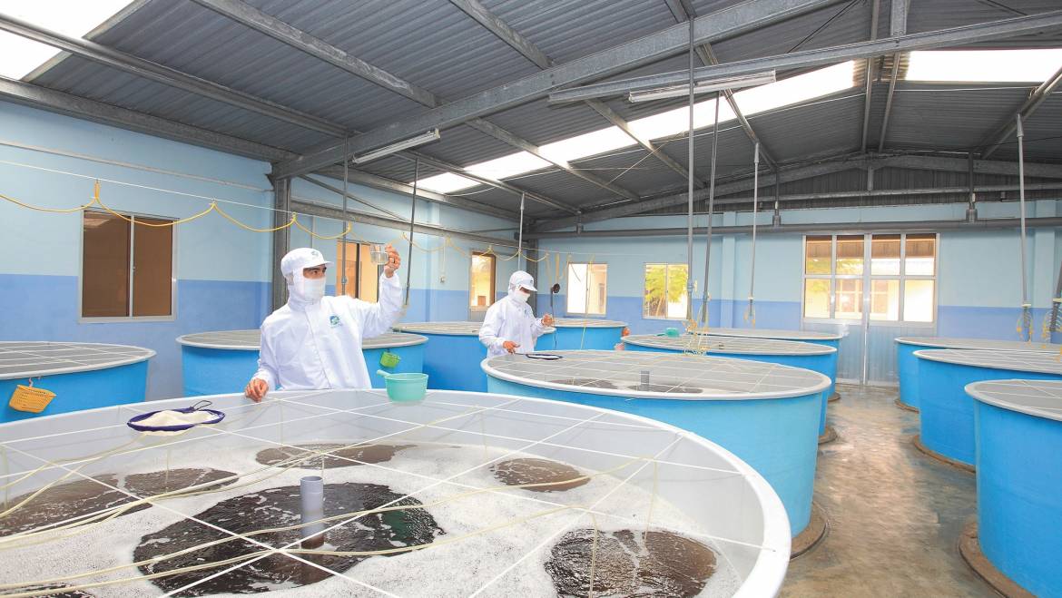La corporación vietnamita Minh Phu Seafood tiene como objetivo ganar el 25% de la participación en el mercado mundial de camarones para 2045