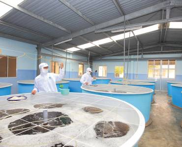 La corporación vietnamita Minh Phu Seafood tiene como objetivo ganar el 25% de la participación en el mercado mundial de camarones para 2045