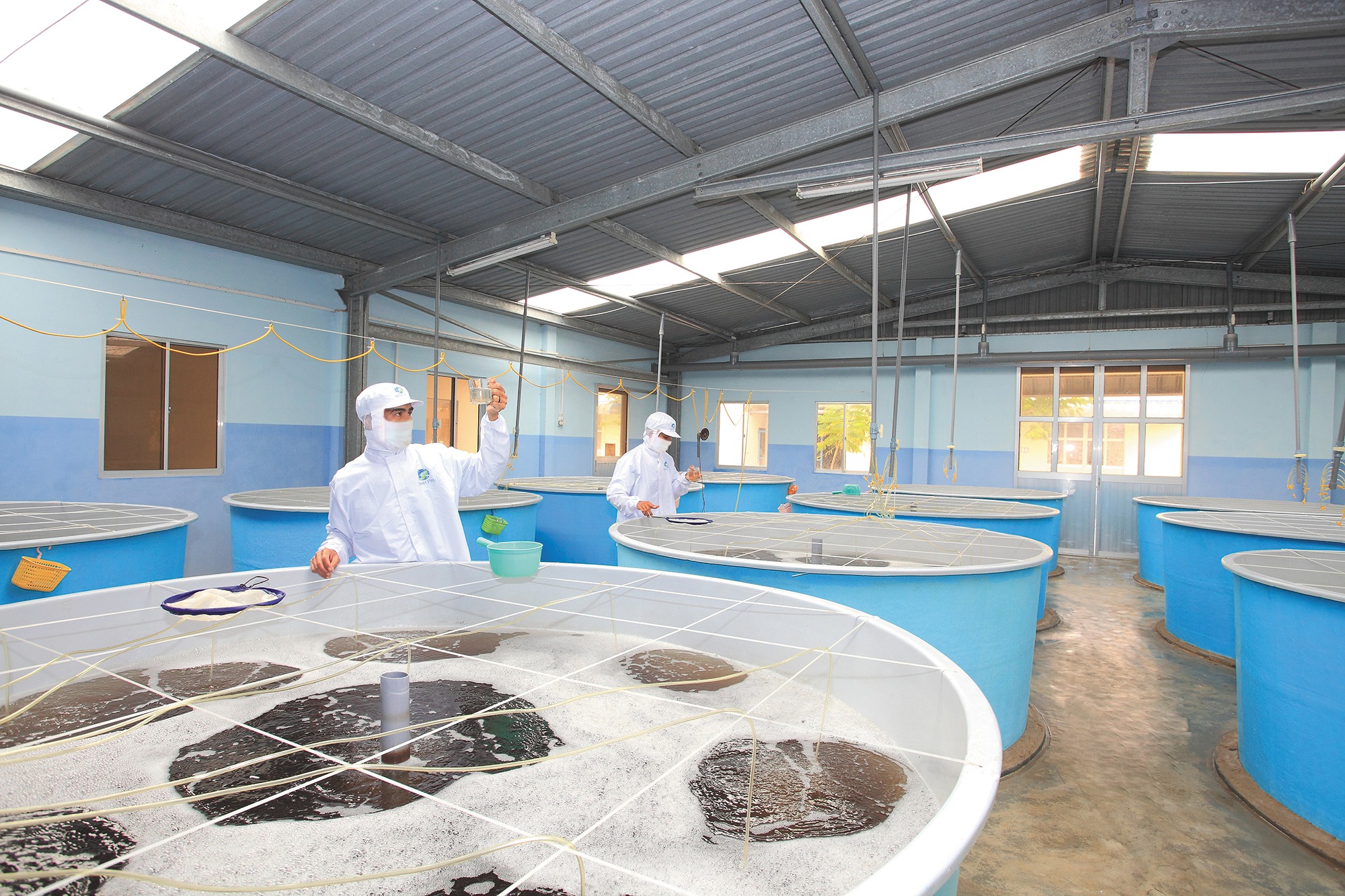 La corporación vietnamita Minh Phu Seafood tiene como objetivo ganar el 25% de la participación en el mercado mundial de camarones para 2045