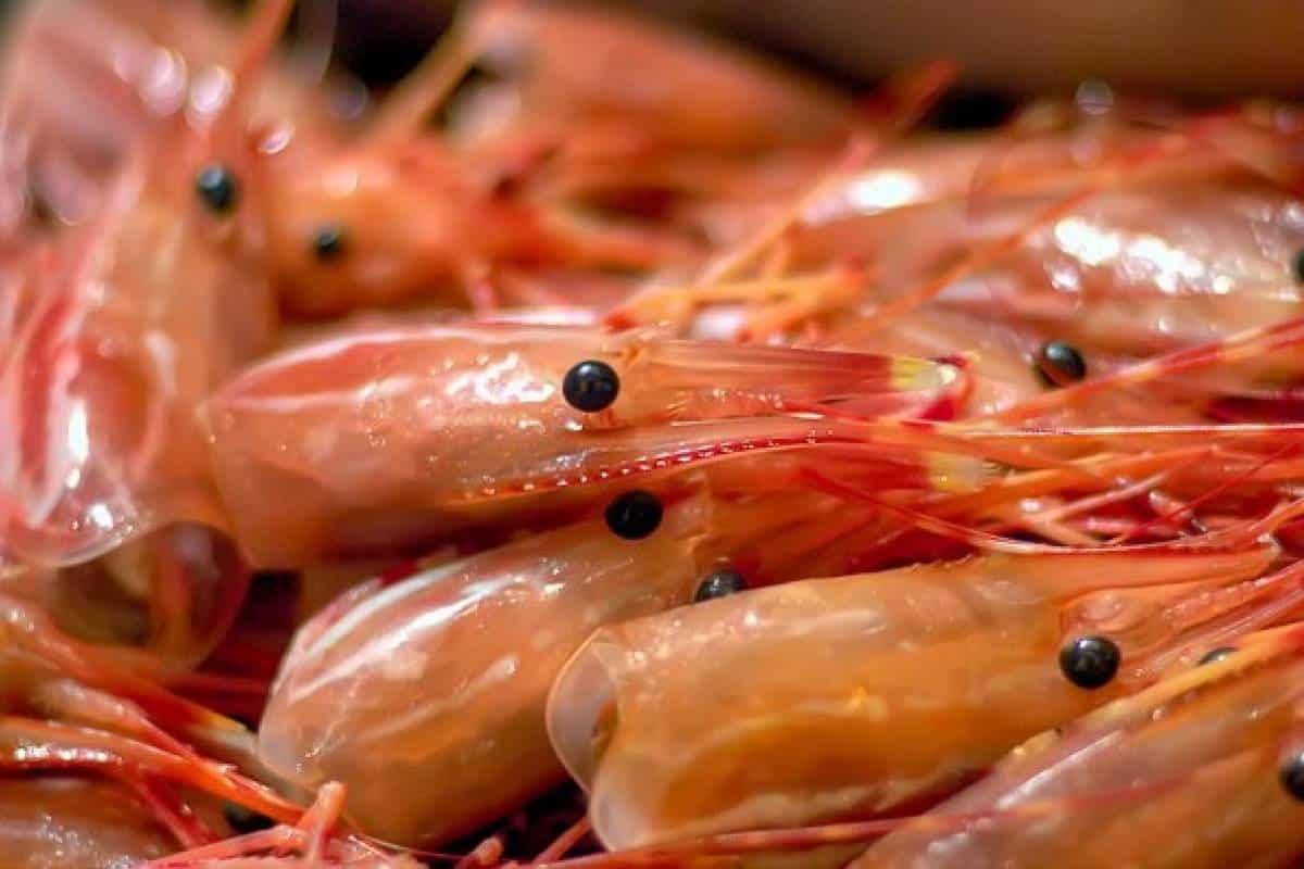 Cabeza de camarón: De residuo a alimento