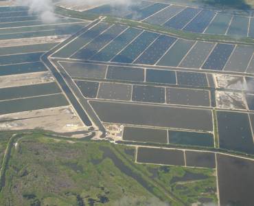 Camarón Negocio rentable a futuro con empleo de tecnología Shrimp farming models in Asia and Latin America