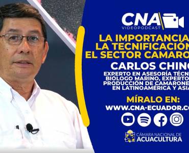 La importancia de tecnificar el sector camaronero