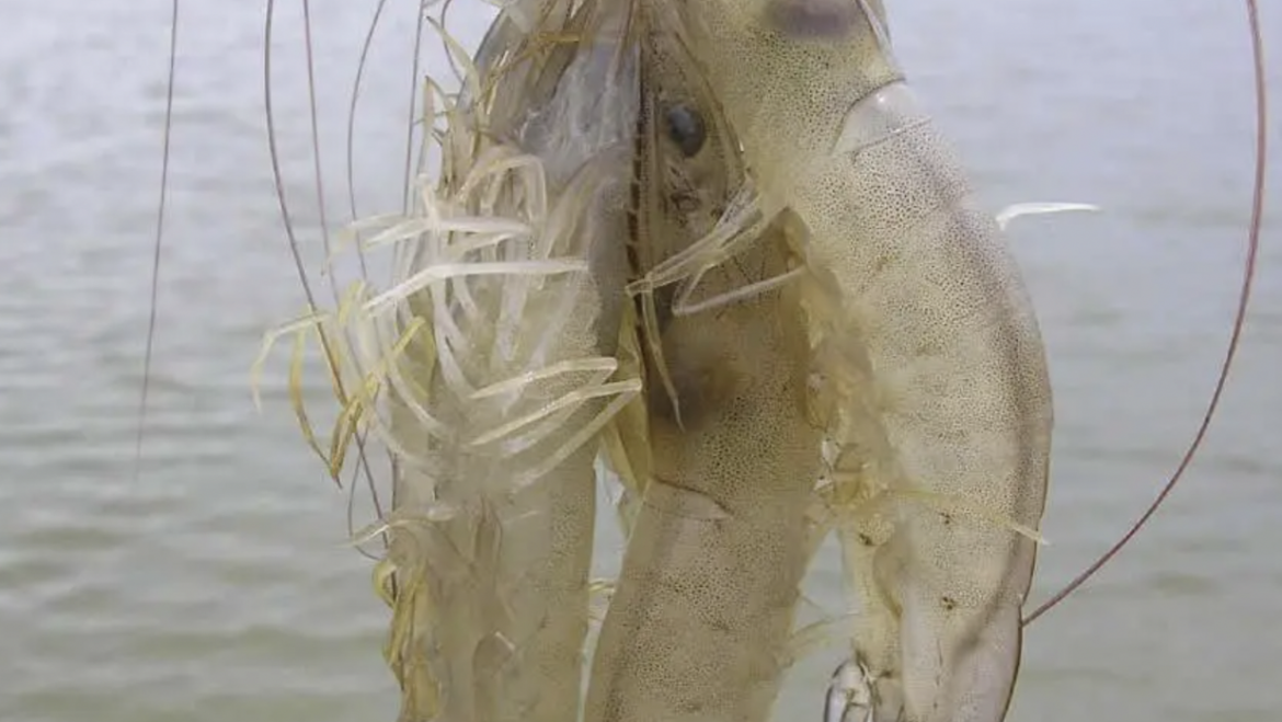 ¿La manipulación del microbioma es una solución o una herramienta?