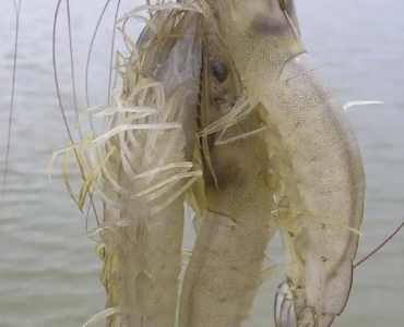 ¿La manipulación del microbioma es una solución o una herramienta?