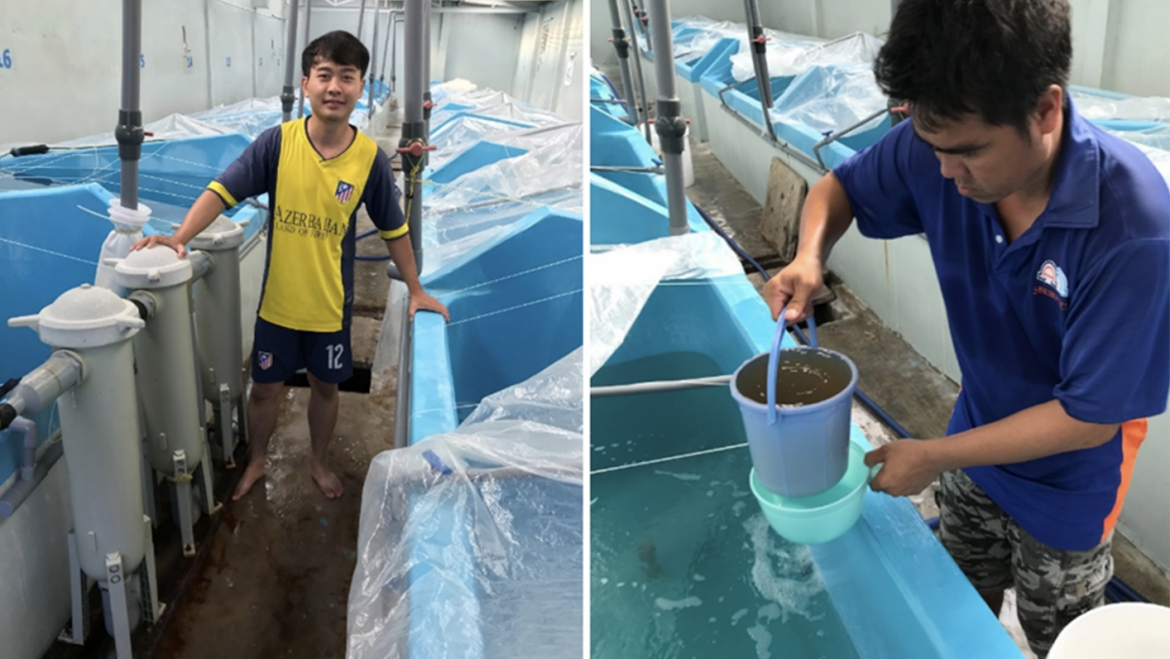 Cómo los probióticos comerciales impactan la producción y la salud de las postlarvas de camarón blanco del Pacifico.