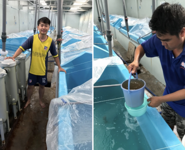 Cómo los probióticos comerciales impactan la producción y la salud de las postlarvas de camarón blanco del Pacifico.