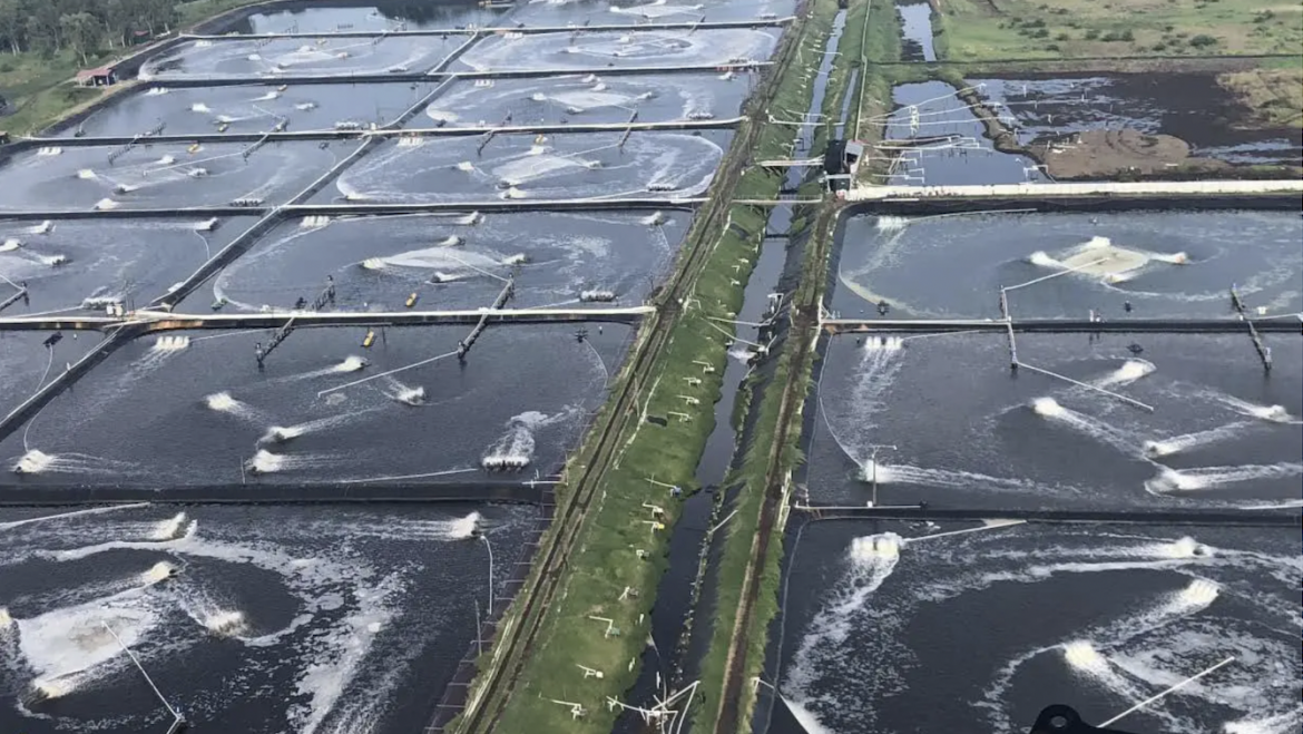 Intensificación del cultivo de camarones peneidos: Una revisión aplicada de los avances en sistemas de producción, nutrición y cría