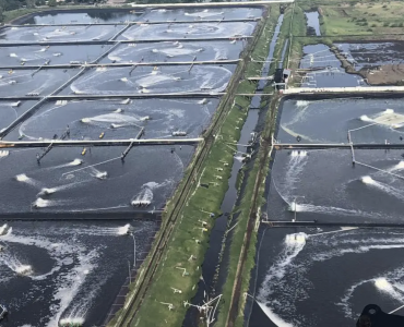 Intensificación del cultivo de camarones peneidos: Una revisión aplicada de los avances en sistemas de producción, nutrición y cría