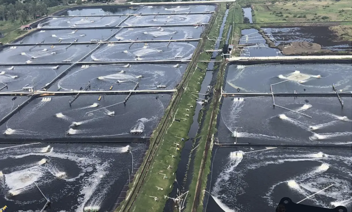 Intensificación del cultivo de camarones peneidos: Una revisión aplicada de los avances en sistemas de producción, nutrición y cría