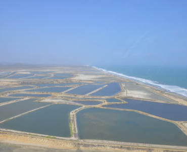 El sector camaronero se prepara para seis meses difíciles