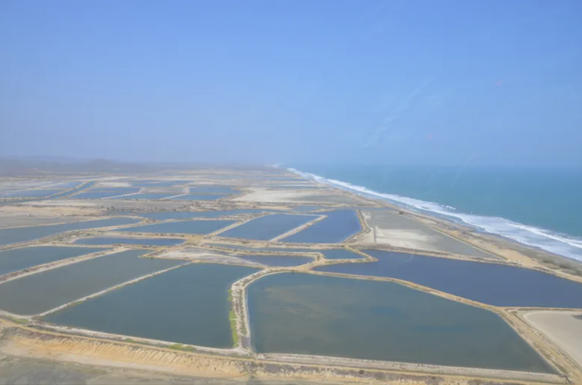 El sector camaronero se prepara para seis meses difíciles