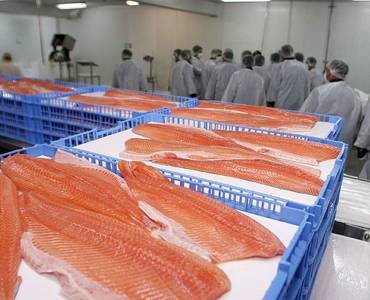 Proceso de cultivo de salmón coreano en una granja de salmón de tamaño increíble