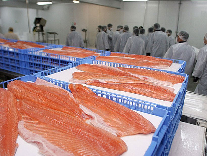 Proceso de cultivo de salmón coreano en una granja de salmón de tamaño increíble