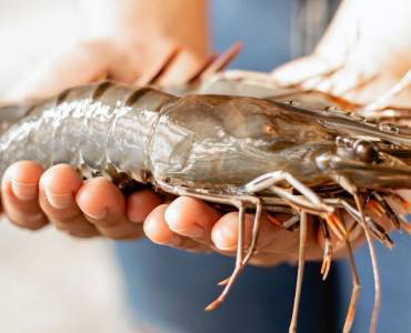 “Podría cambiar la faz de la cría de camarones en la India”: con los crecientes desafíos de enfermedades, los tigres negros pueden tener la respuesta