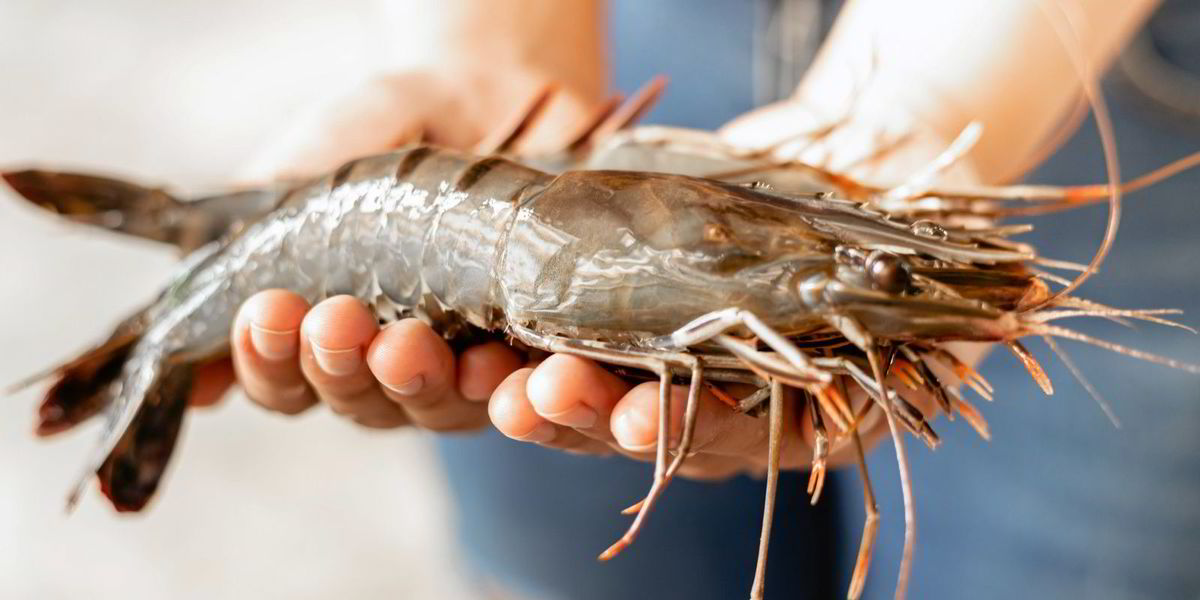 “Podría cambiar la faz de la cría de camarones en la India”: con los crecientes desafíos de enfermedades, los tigres negros pueden tener la respuesta