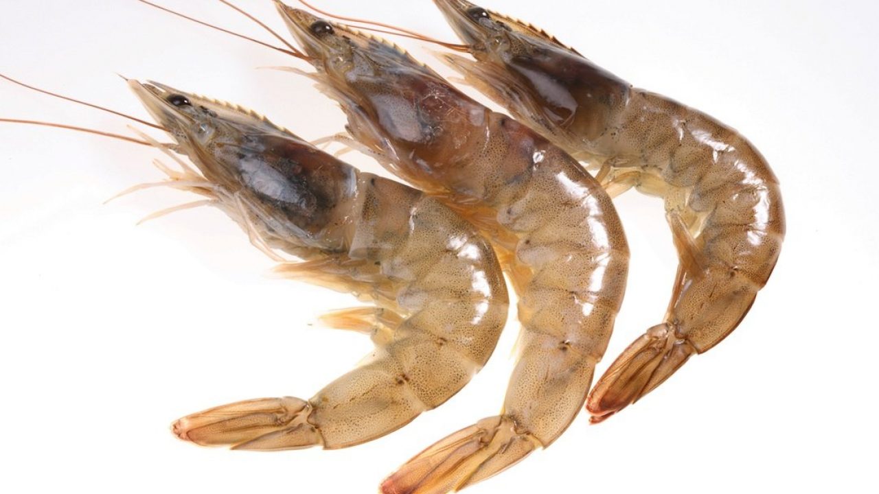 Productores de camarón buscan ampliar el mercado hacia Latinoamérica y Asia