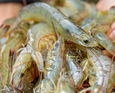 Aquacultura de Centro América (ACA)