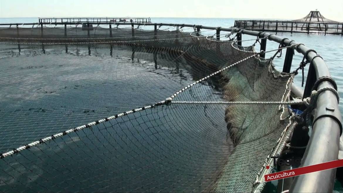 CULTIVAR EL MAR, ACUICULTURA