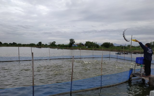 Perspectivas de alimentos acuícolas para 2023: precios, ingredientes novedosos y eficiencia de los alimentos