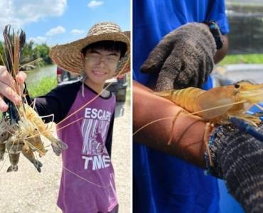 Esta empresa de Malasia cría gambas de agua dulce neohembra para aumentar el rendimiento. ¿Qué es?