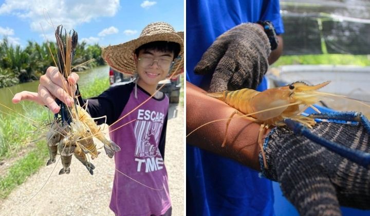 Esta empresa de Malasia cría gambas de agua dulce neohembra para aumentar el rendimiento. ¿Qué es?