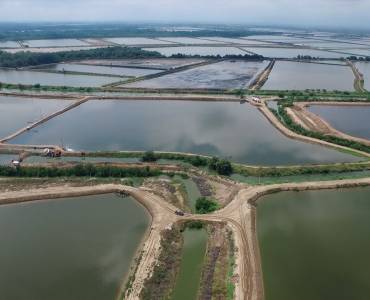 Dinoflagelados en camaroneras, alternativas de control